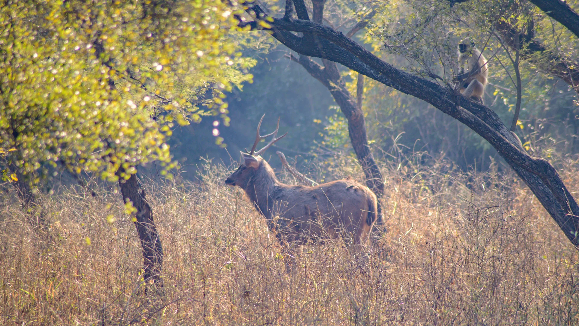Best Time to Visit Sariska