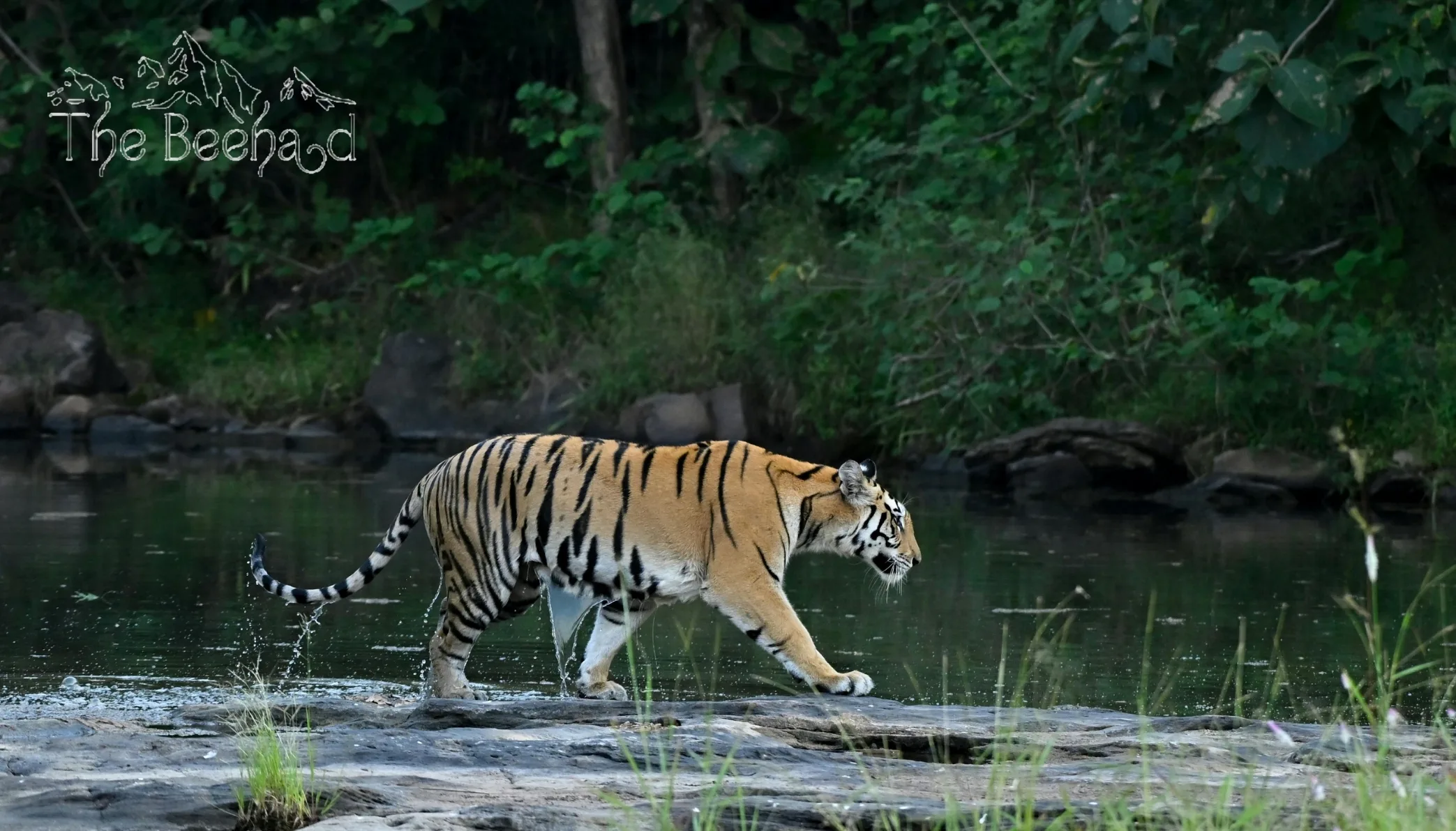 10 Reasons to Visit Sariska National Park for Nature & Wildlife