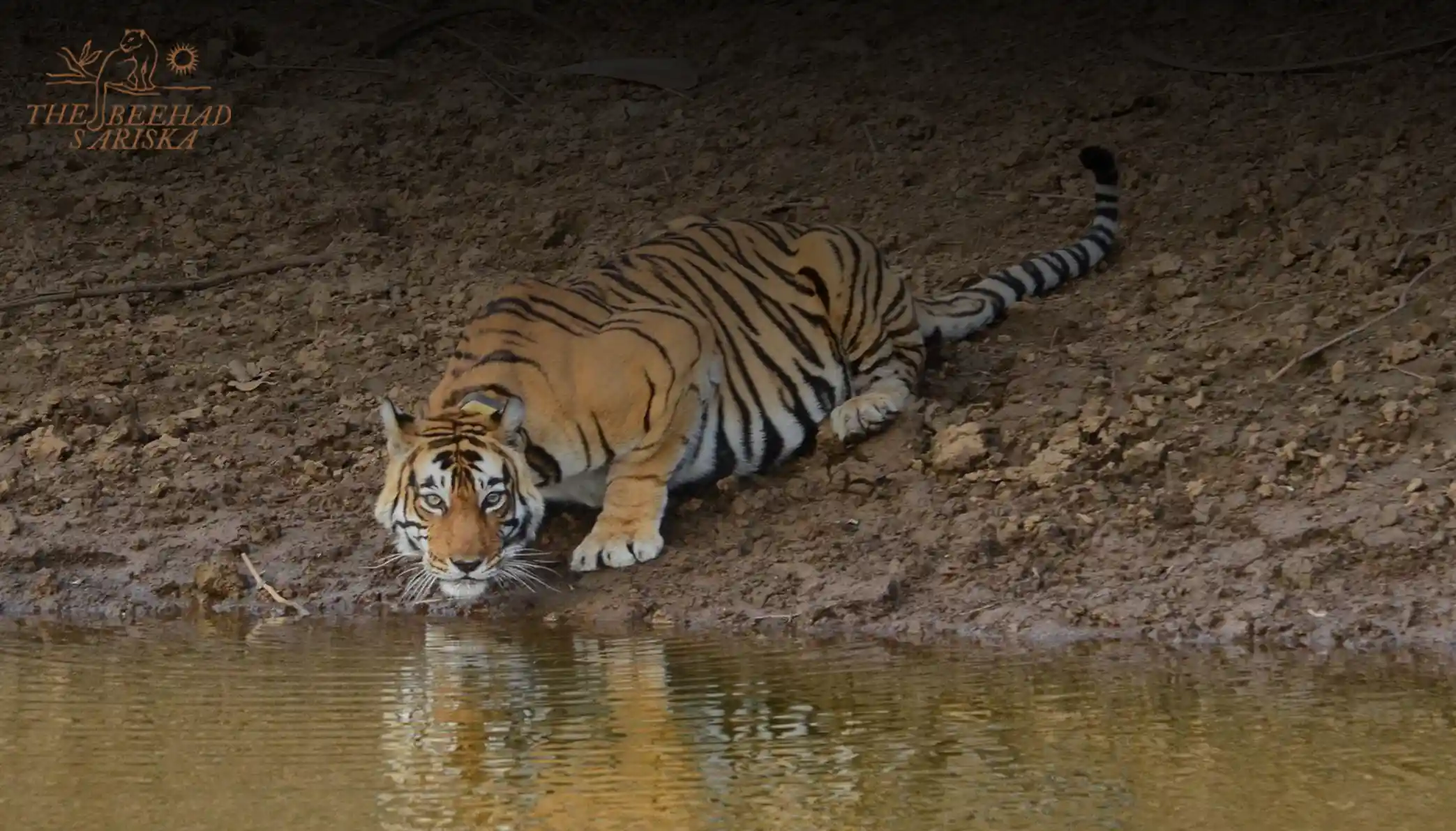 Best Time to Visit Sariska Tiger Reserve