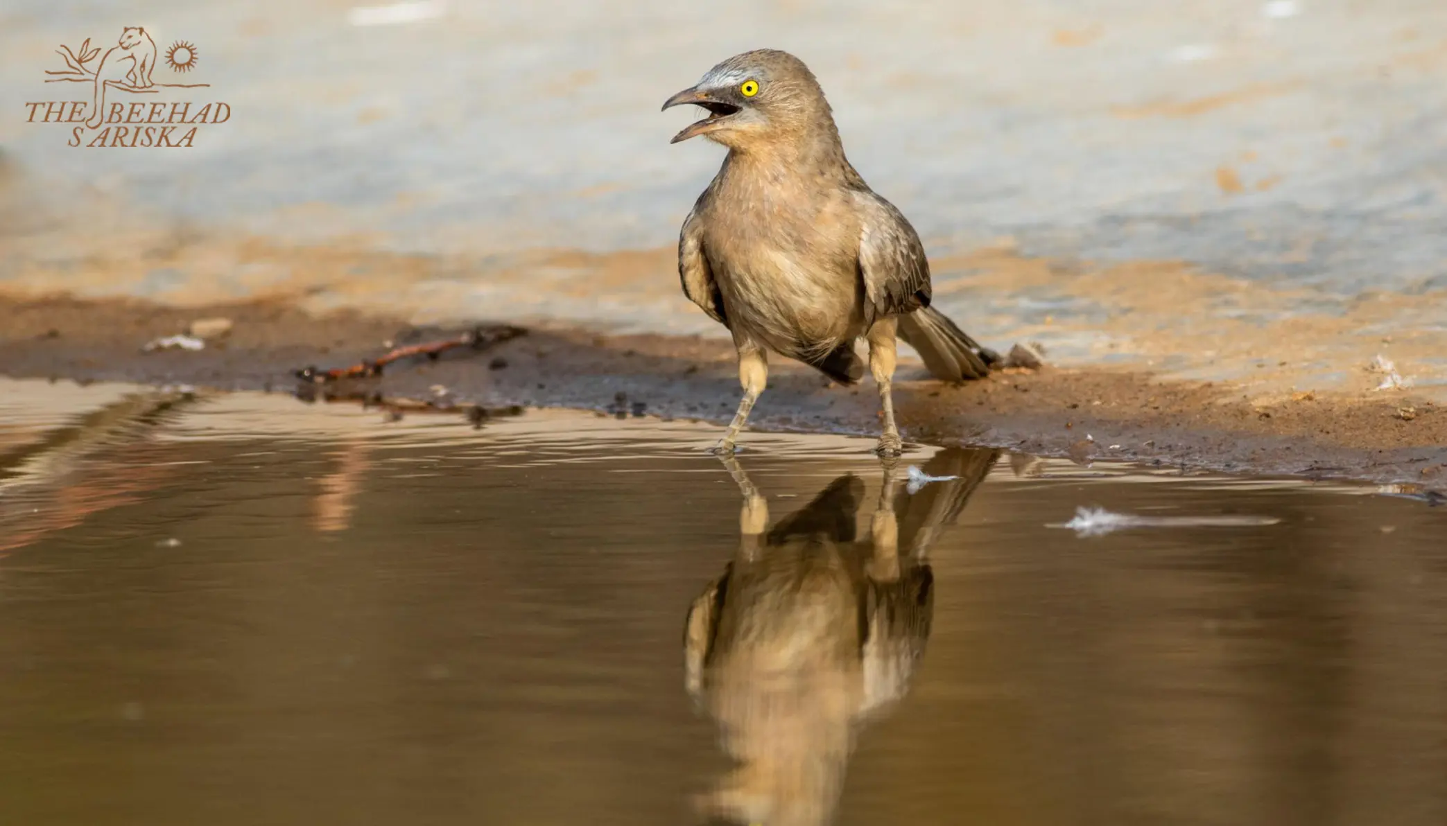 Birdwatching in Sariska Tiger Reserve