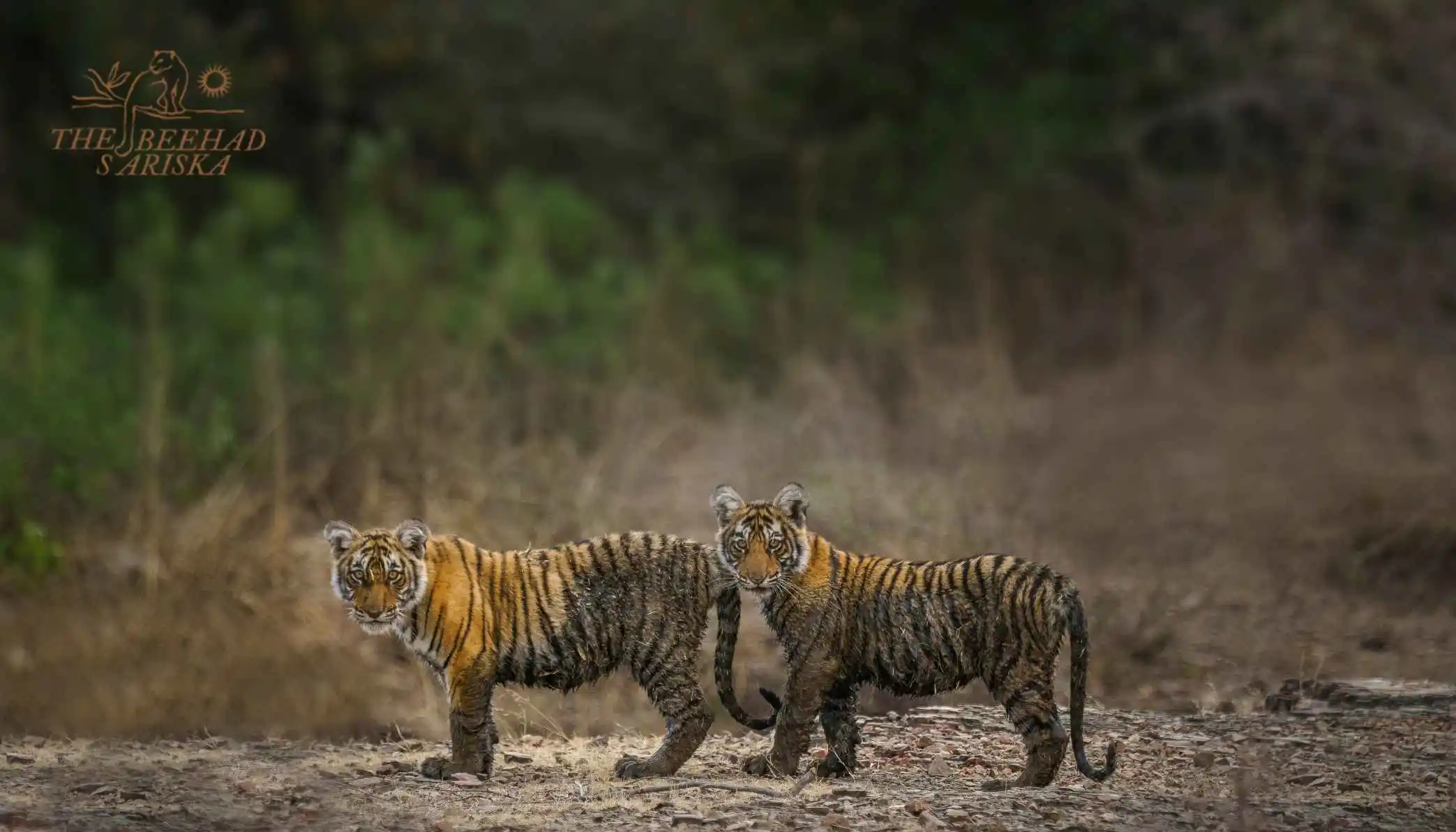  Bringing Tigers Back to Sariska: Challenges and Success Stories