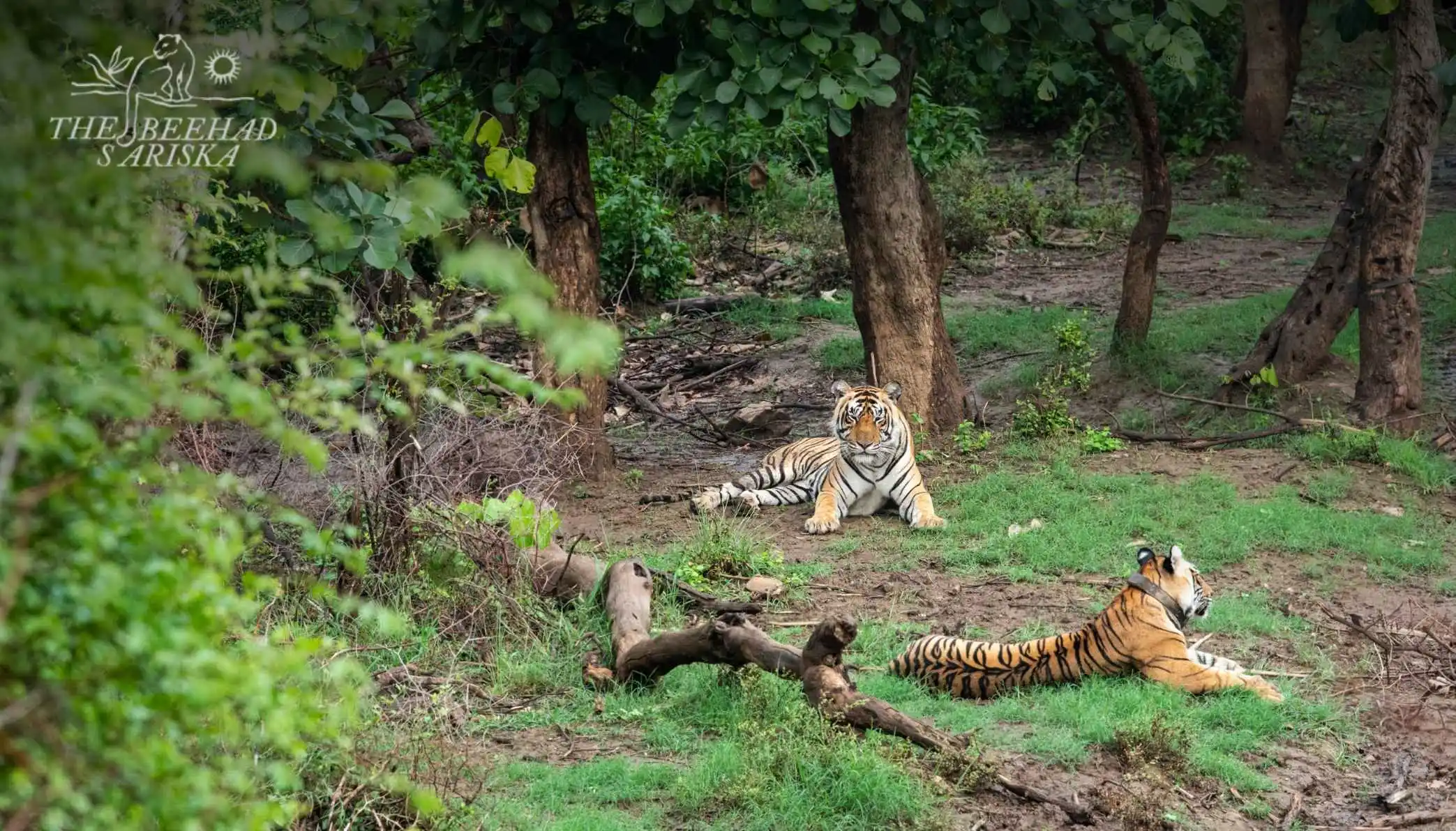 National Park vs Wildlife Sanctuary vs Tiger Reserve: Key Differences Explained