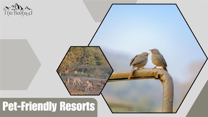 Pet-Friendly Resorts