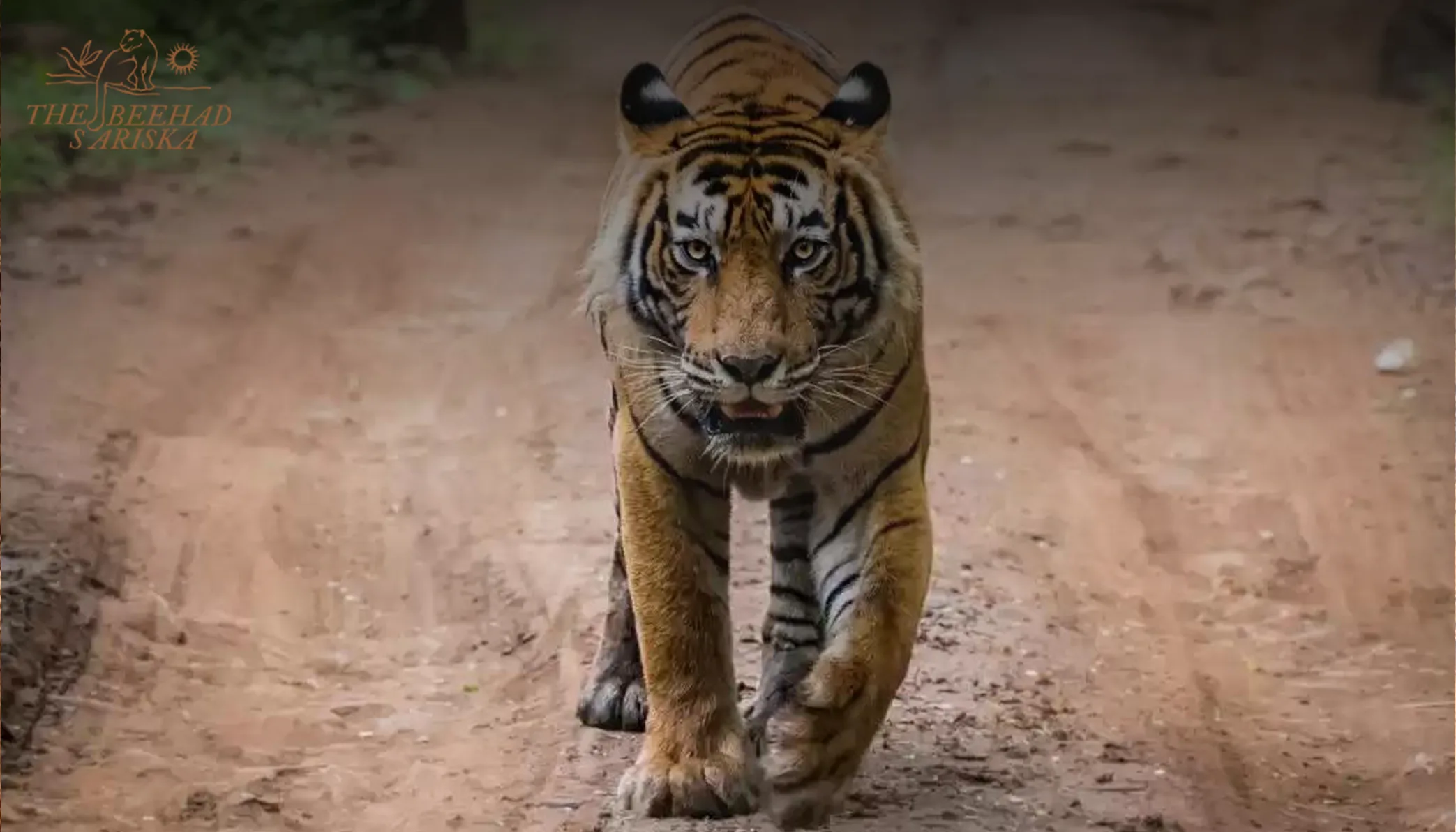Sariska Tiger Reserve in Rajasthan: A Complete Travel Guide