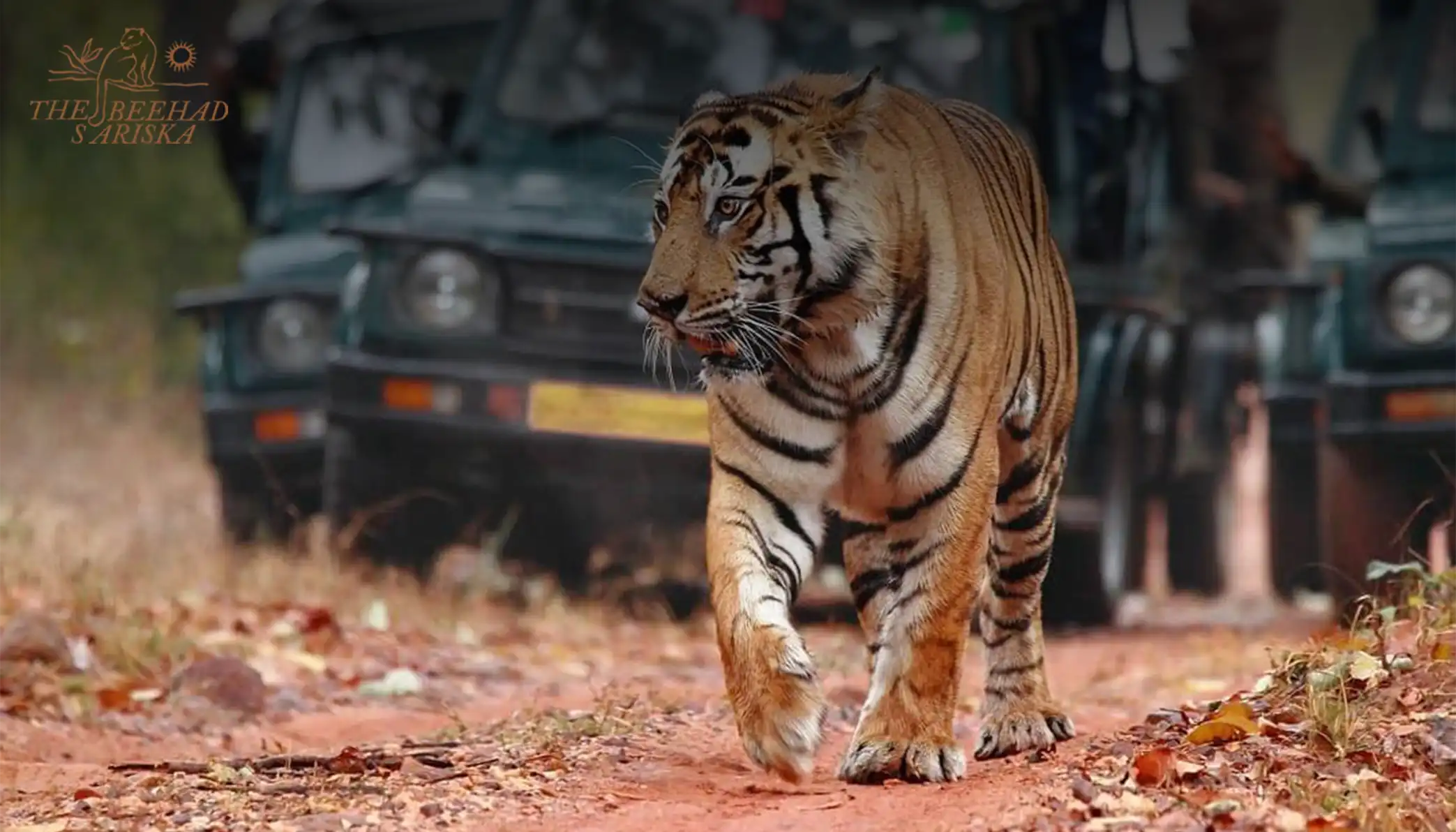Sariska Tiger Reserve Safari