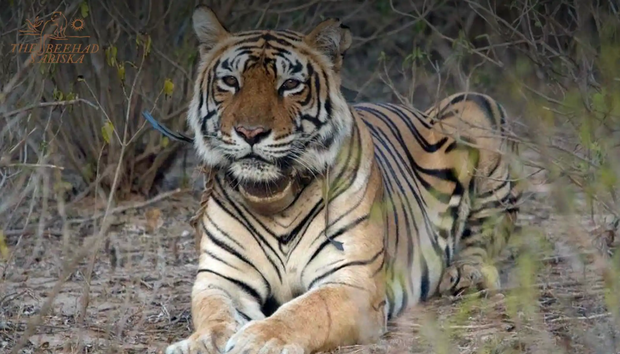 Tiger Sightings in Sariska