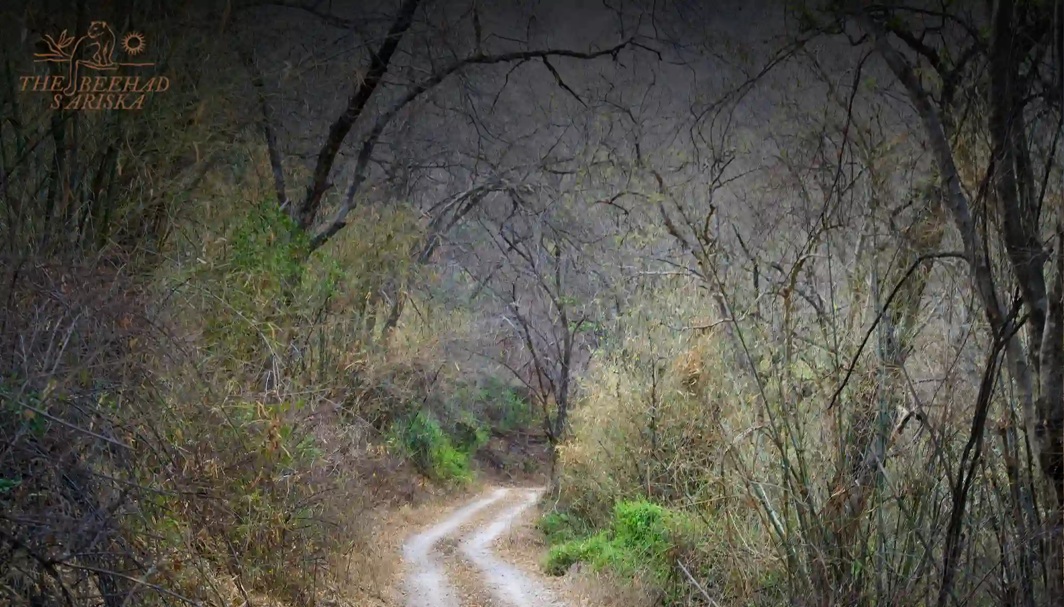 Where Is Sariska Tiger Reserve Located