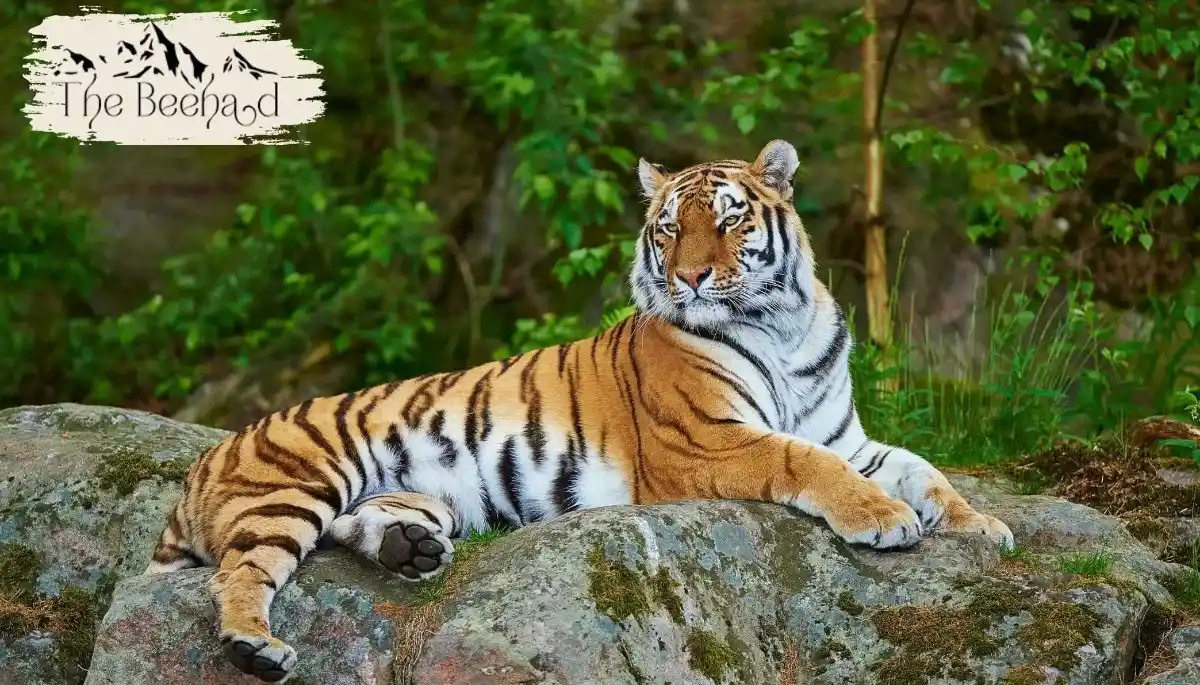 Which Is the Best Safari Zone in Sariska for Tiger Sighting?
