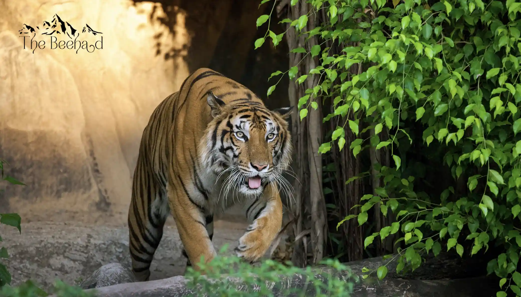 Why is Sariska National park becoming a Top Choice for Travelers?