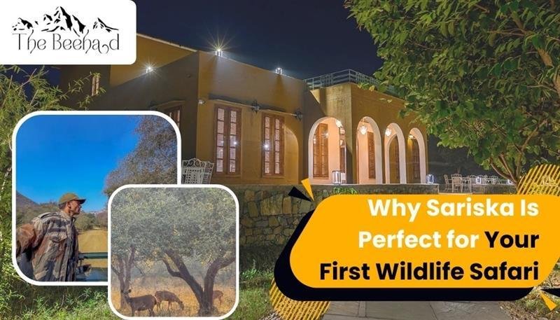 why sariska is perfect for your first wildlife safari