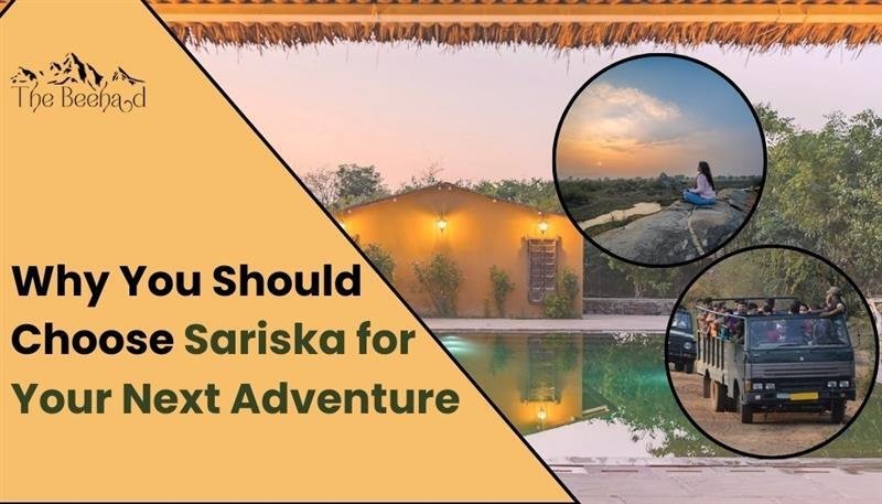 why-you-should-choose-sariska-for-your-next-adventure