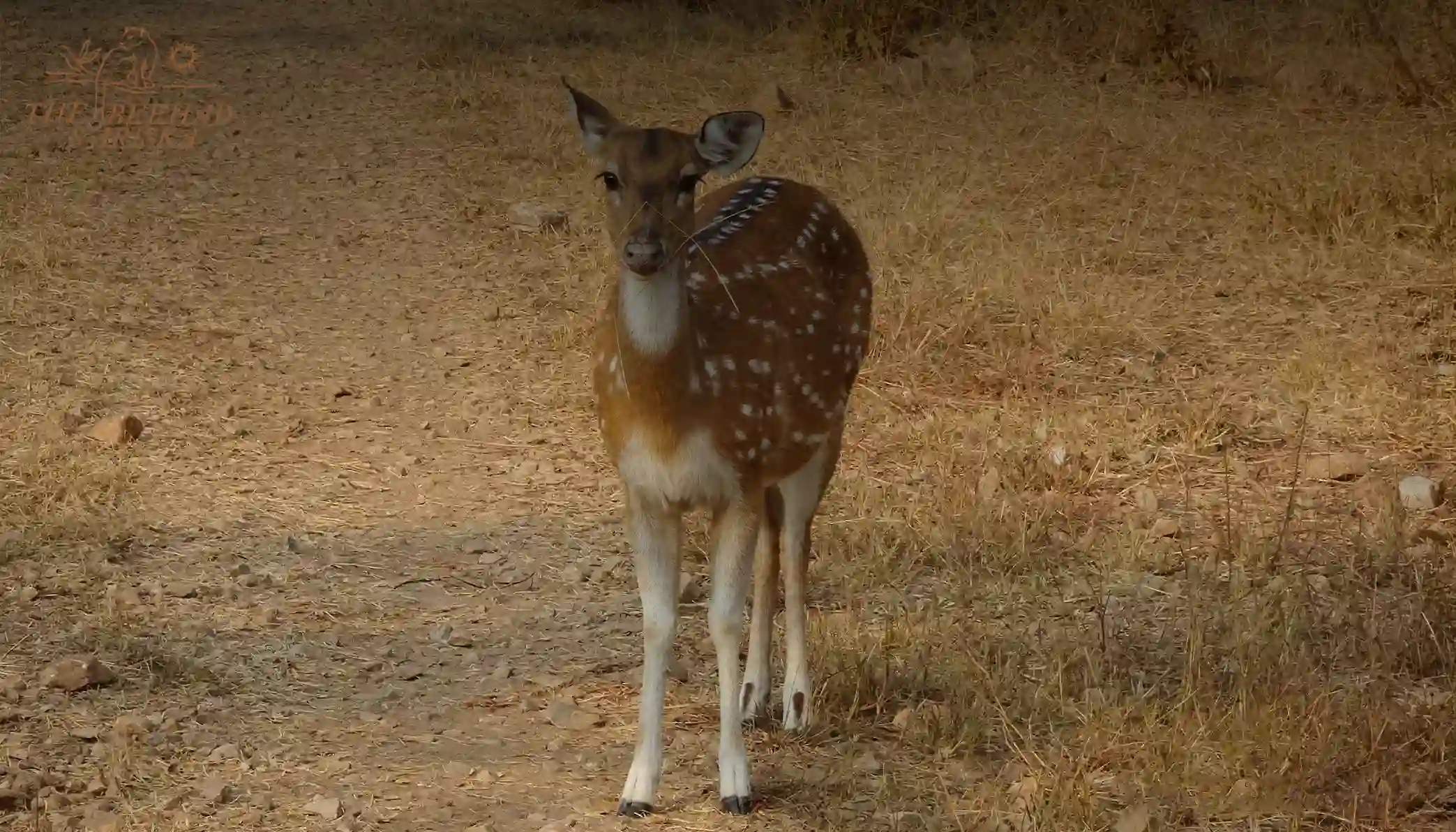 Wildlife in Sariska Tiger Reserve