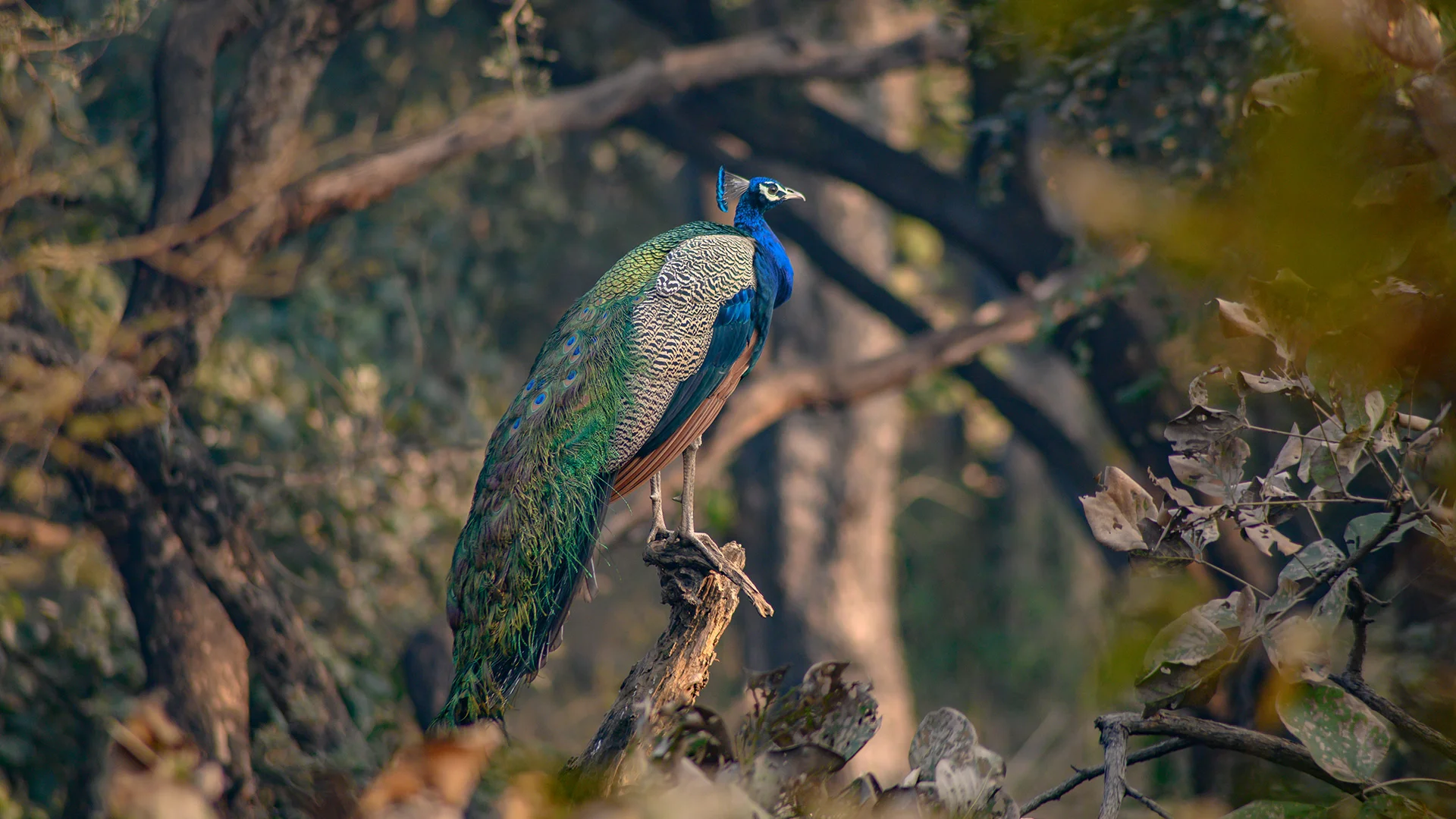 Sariska Sightseeing